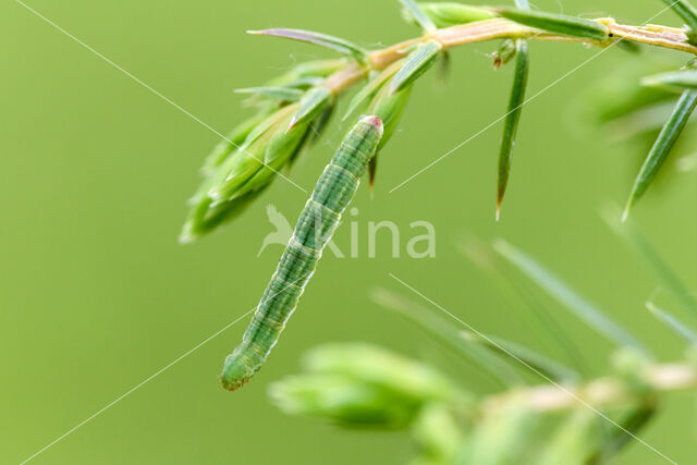 juniper pug (Eupithecia pusillata)