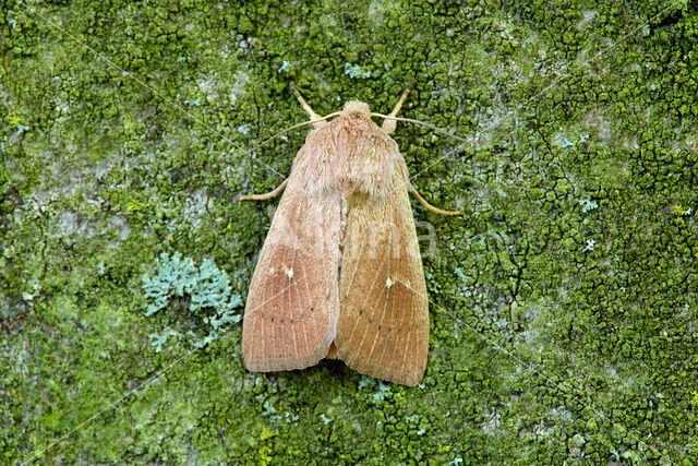 Gekraagde grasuil (Mythimna ferrago)