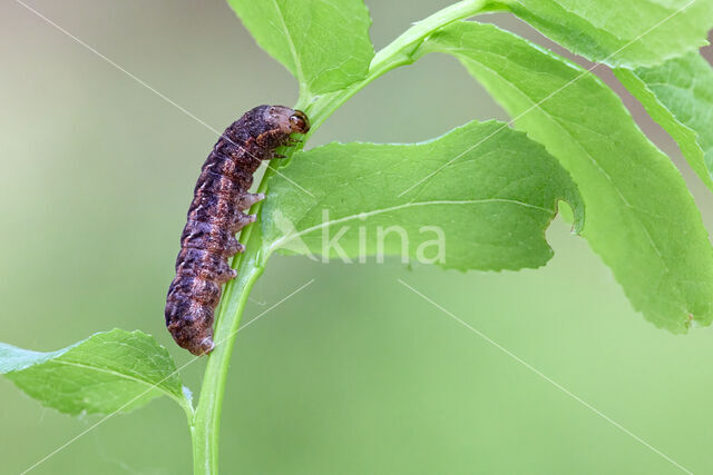 Dotted Clay (Xestia baja)