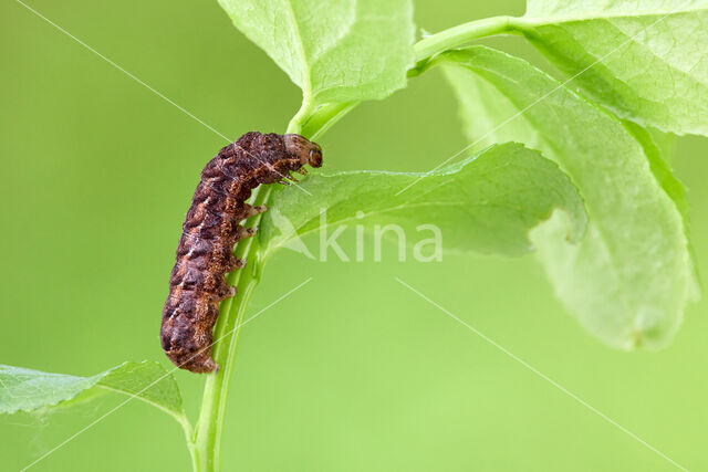 Dotted Clay (Xestia baja)