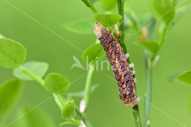 Dotted Clay (Xestia baja)