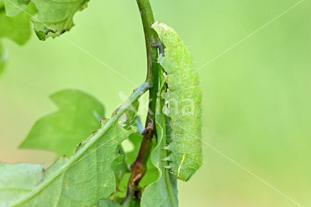 Bena bicolorana