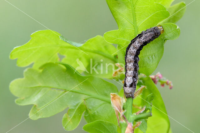 Twin-spotted Quaker (Orthosia munda)