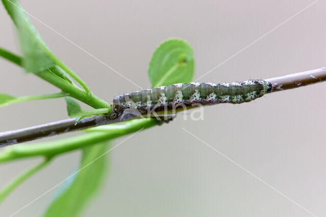Wegedoornspanner (Philereme transversata)
