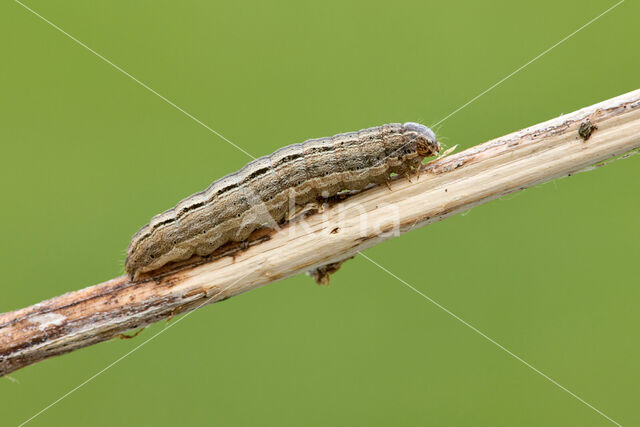 White-point (Mythimna albipuncta)