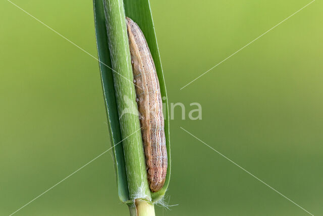Smoky Wainscot (Mythimna impura)