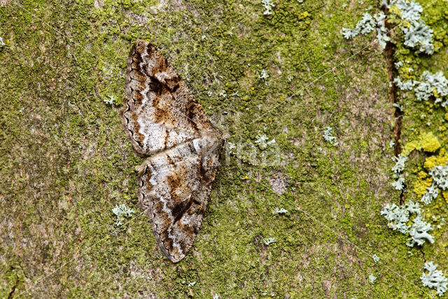 Variabele spikkelspanner (Alcis repandata)