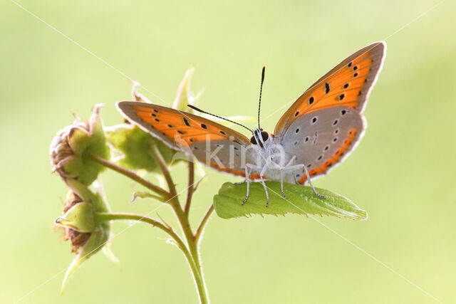 Grote vuurvlinder (Lycaena dispar)
