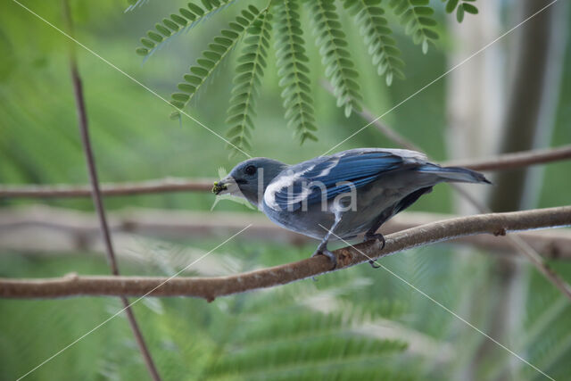 Blue-grey Tanager (Thraupis episcopus)