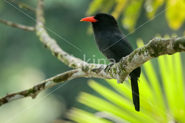 Black-fronted Nunbird (Monasa nigrifrons)