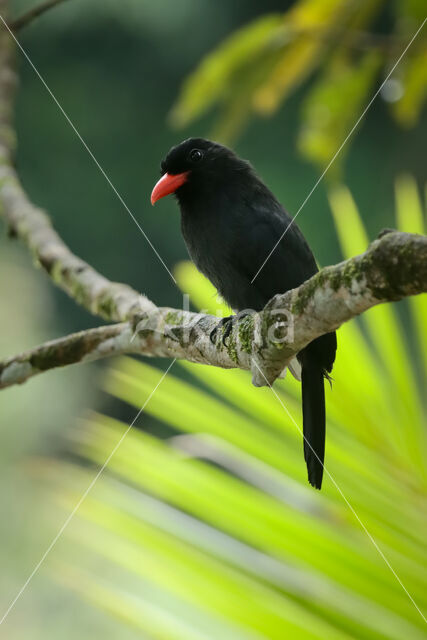 Black-fronted Nunbird (Monasa nigrifrons)
