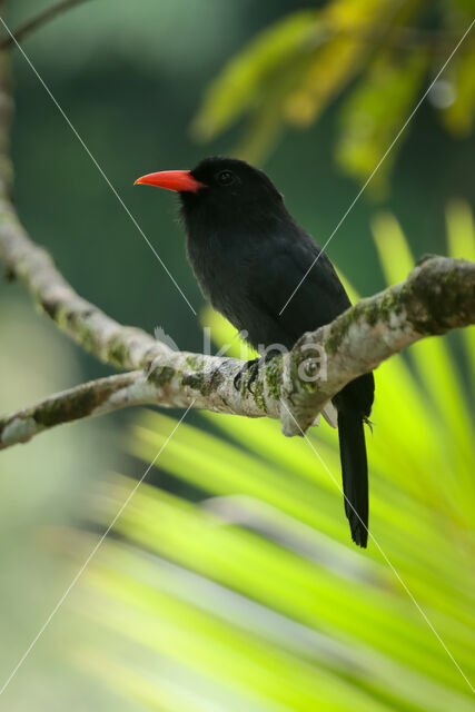 Black-fronted Nunbird (Monasa nigrifrons)