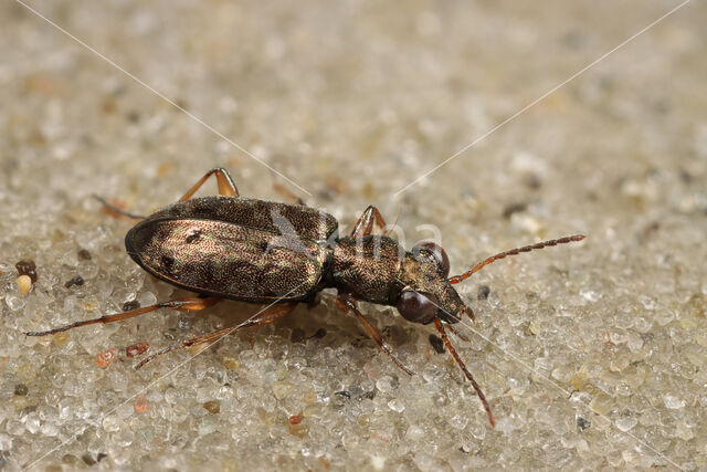 Asaphidion stierlini