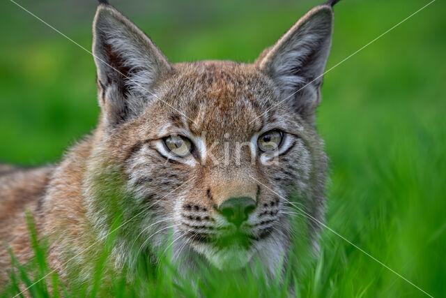 Eurasian Lynx (Lynx lynx)