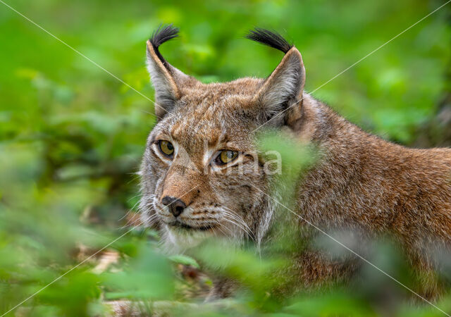Eurasian Lynx (Lynx lynx)