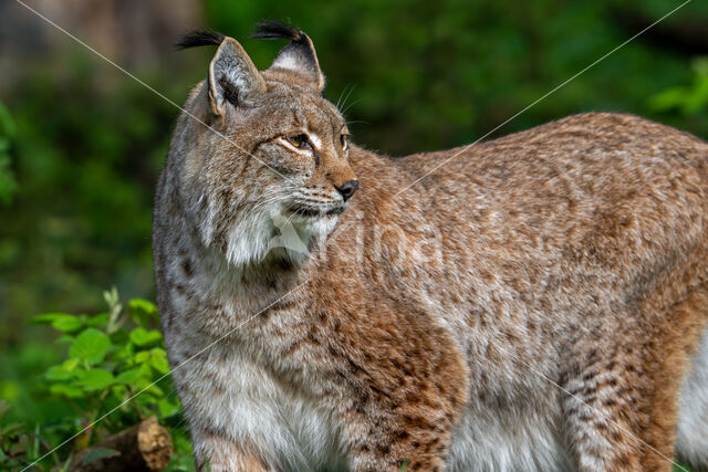 Euraziatische lynx (Lynx lynx)