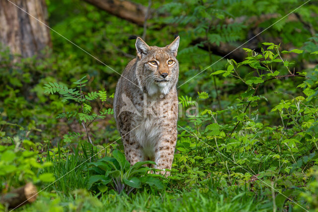 Eurasian Lynx (Lynx lynx)