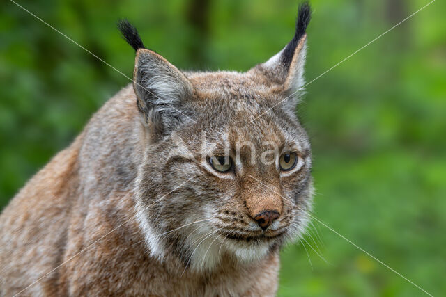 Eurasian Lynx (Lynx lynx)