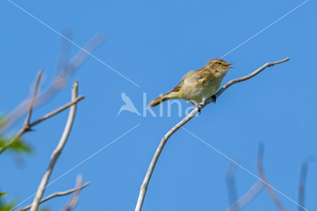 Chiffchaff (Phylloscopus collybita)