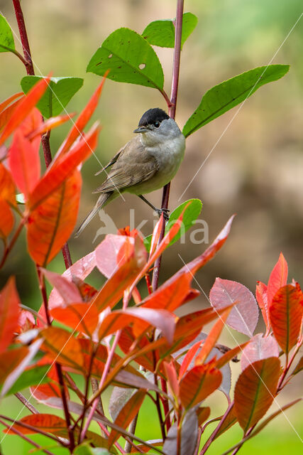 Blackcap (Sylvia atricapilla)