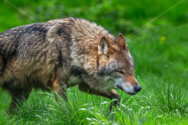 Eurasian wolf (Canis lupus lupus)