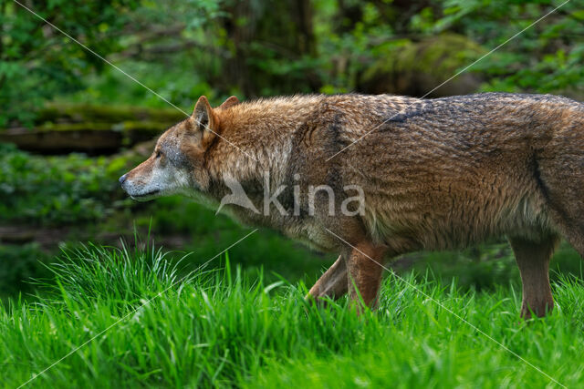 Eurasian wolf (Canis lupus lupus)