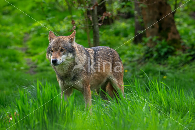 Eurasian wolf (Canis lupus lupus)