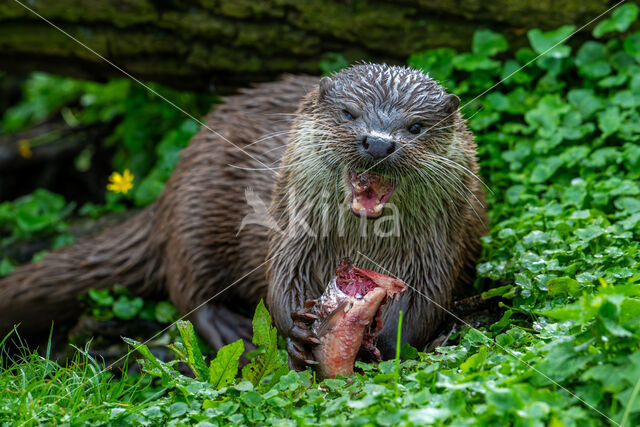 European Otter (Lutra lutra)