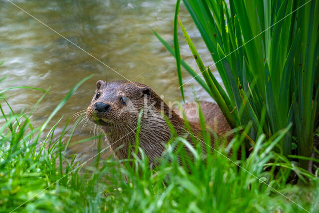 European Otter (Lutra lutra)