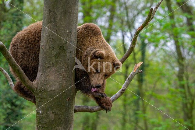 Brown Bear (Ursus arctos arctos)