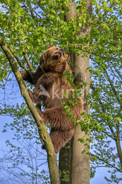 Brown Bear (Ursus arctos arctos)