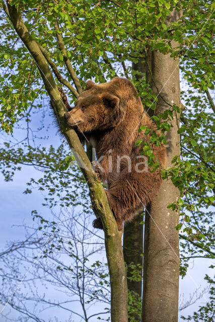 Brown Bear (Ursus arctos arctos)