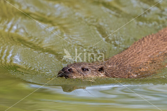 European Otter (Lutra lutra)