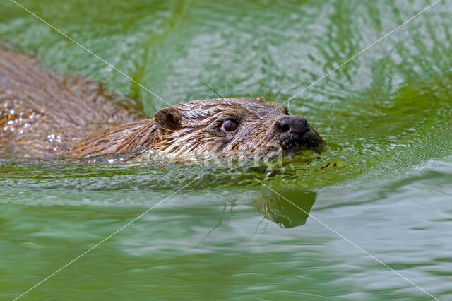 European Otter (Lutra lutra)