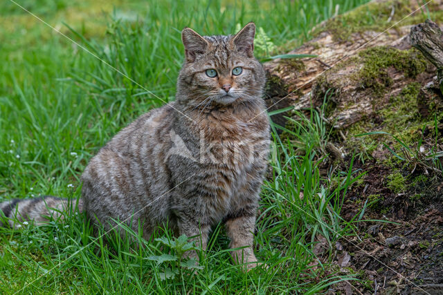 Wildcat (Felis silvestris)