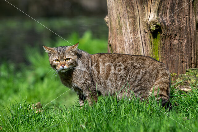 Wilde kat (Felis silvestris)