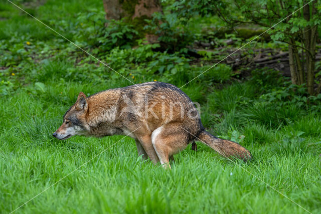 Eurasian wolf (Canis lupus lupus)