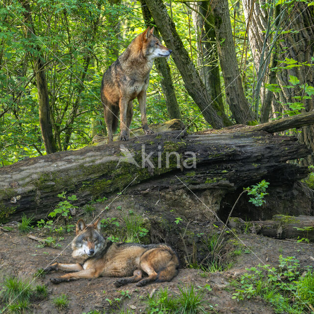 Eurasian wolf (Canis lupus lupus)