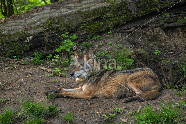 Eurasian wolf (Canis lupus lupus)