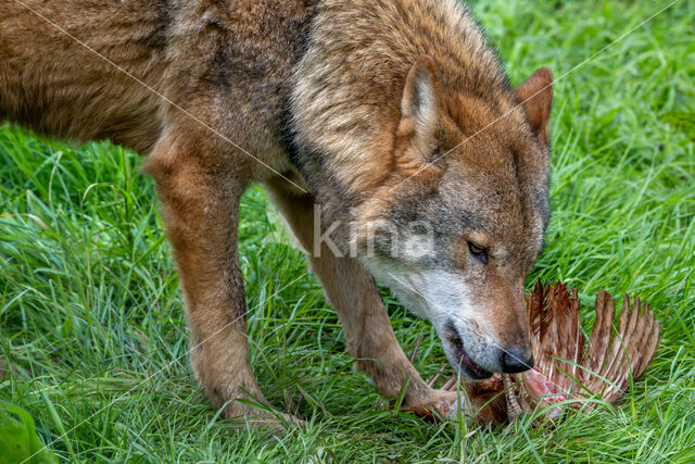 Eurasian wolf (Canis lupus lupus)