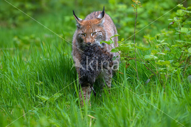 Eurasian Lynx (Lynx lynx)
