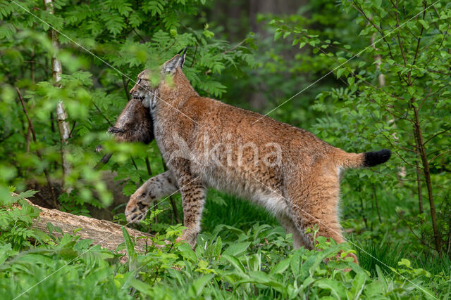 Eurasian Lynx (Lynx lynx)