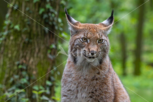 Eurasian Lynx (Lynx lynx)