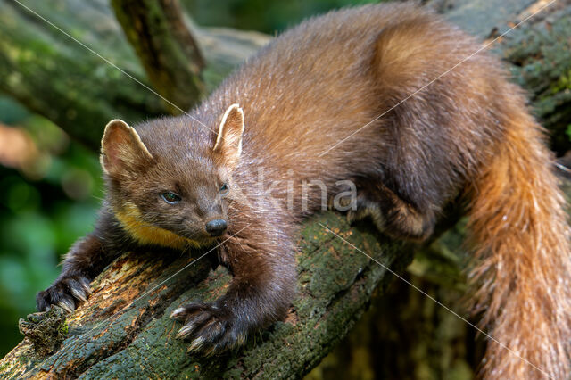 Pine Marten (Martes martes)