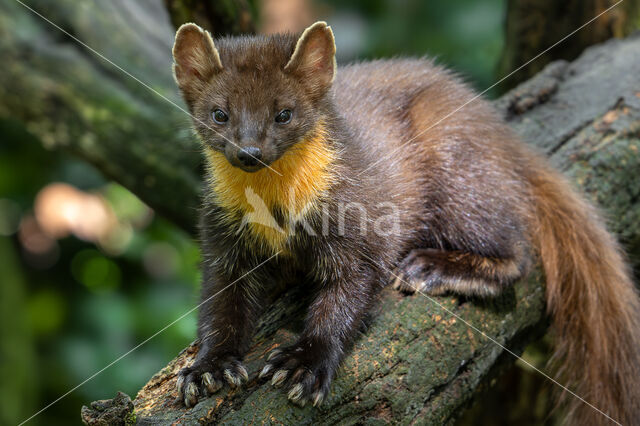 Pine Marten (Martes martes)