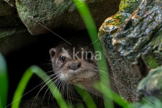 Visotter