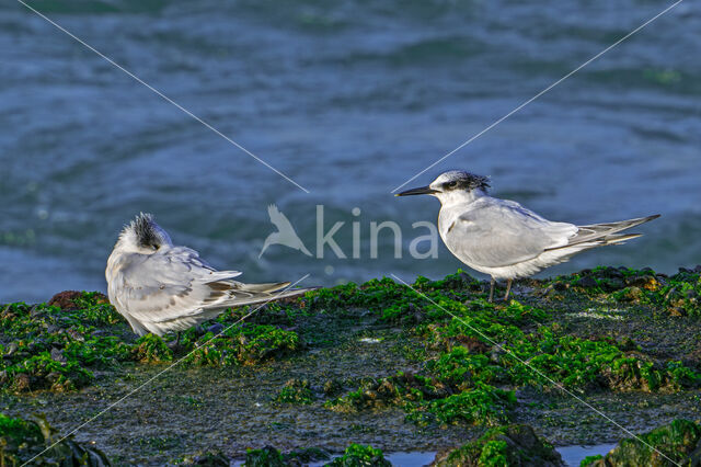 Sandwich Tern (Sterna sandvicensis)