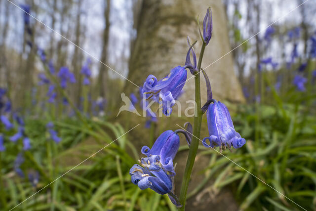 Bluebell (Hyacinthoides non-scripta
