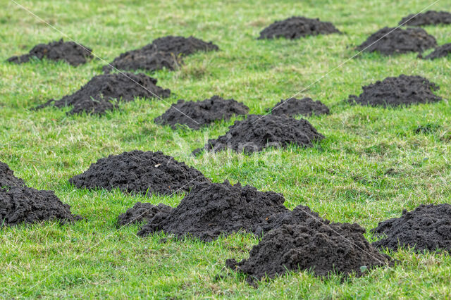 Mole (Talpa europaea)