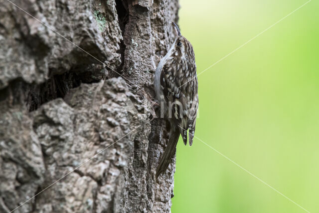 Boomkruiper (Certhia brachydactyla)
